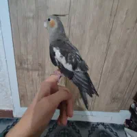 عروس هلندی|پرنده|تهران, مسعودیه|دیوار