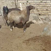 ۲ میش گوسفند بز بره|حیوانات مزرعه|بروجرد, |دیوار