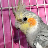 عروس هلندی نر