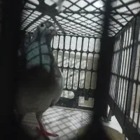 کبوتر چاهی