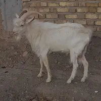 نری سانن|حیوانات مزرعه|بافت, |دیوار