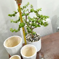 بنسای خرفه یا گلم یشم تنه دار،گلدان سرامیکی ۳ تایی