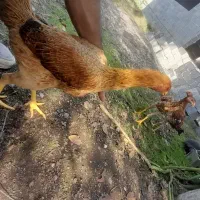 مرغ و خروس لاری|حیوانات مزرعه|رودبنه, |دیوار