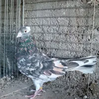 کبوتر پرشی سرور هما