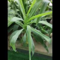 گل های زینتی و آپارتمانی|گل و گیاه طبیعی|لردگان, |دیوار