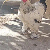 برهما  لایت|حیوانات مزرعه|بانه, |دیوار