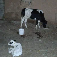 گاو شیری هلشتاین با گوساله ماده