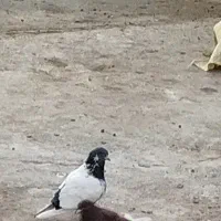 کبوتر گم شده در روستای چهر|پرنده|بیستون, |دیوار