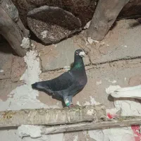 کبوتر افقان