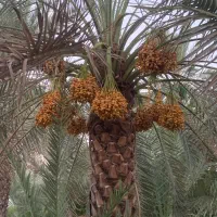 خرما خاصویی