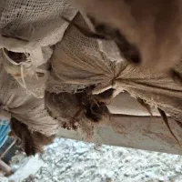 پشم گوسفند|پشتی|ساوه, |دیوار