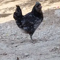 چند عدد مرغ|حیوانات مزرعه|بندر دیر, |دیوار