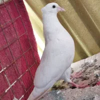 جفت طوقی ماده دوان با یک جوانه خودشان|پرنده|سرپل ذهاب, |دیوار