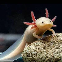 آکواریوم شهر ماهی|ماهی|کرمانشاه, |دیوار