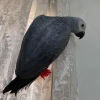 جوجه کاسکو دونخور