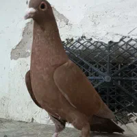 کبوترسرخ کرمونی اصل