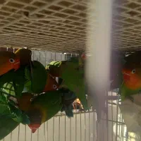 کوتوله برزیلی...