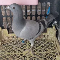 جوجه کبوتر پلاکی