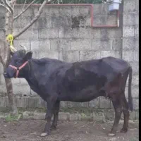 گاومحلیفقیر ۵ماه نیمشکم|حیوانات مزرعه|رضوانشهر, |دیوار