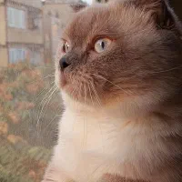 گربه نر اسکاتیش اصیل ج ف ت گ ی ر ی