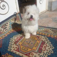 سگ فروشی|سگ|خرمدره, |دیوار