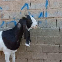 ۲عددبزپاکستانی ماده|حیوانات مزرعه|اهواز, فرهنگ شهر|دیوار