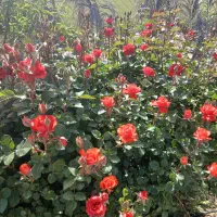 شاخه گل رز طبیعی در رنگهای مختلف