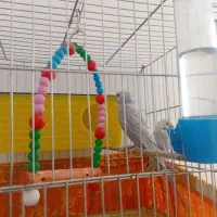 مرغ عشق|پرنده|نوشین شهر, |دیوار