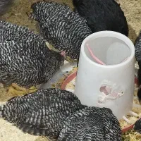 خروس امروک جوجه امروک ونیمچه اصیل