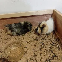 خوکچه هندی|موش و خرگوش|مشهد, شهرک بهارستان|دیوار