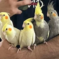 عروس هلندی نر و ماده