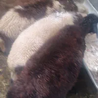 چهارعددبره نرخوراک خور