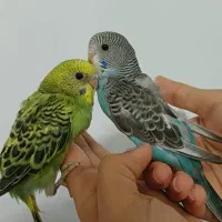 مرغ عشق دستی