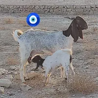تعدادی بز عدانی شیردار ابستن|حیوانات مزرعه|بوشهر, |دیوار