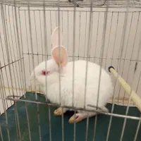 خرگوش سفید ۲۰۰