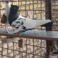 سینه سیاه|پرنده|خرمشهر, |دیوار