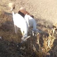 بز سانن ونر بز سانن