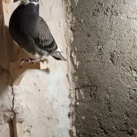 کفتر جوجه المانی