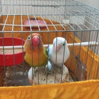 طوطی برزیلی سرحال و زیبا