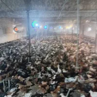 جوجه مرغ و خروس۳۵روزه واکسن زده تضمینی ارسال دارم