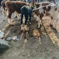 فروش سیمنتال