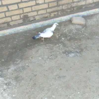 چند عدد حیون فروشی ،فوری