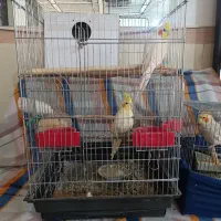 عروس هلندی|پرنده|تاکستان, |دیوار