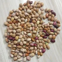 فروش لوبیا آشی