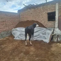 قربانی چاق گوشتی