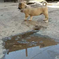 توله های پاکوتاه|سگ|کرمانشاه, |دیوار