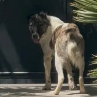 گمشد|حیوانات|چهارباغ, |دیوار