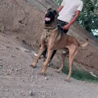 واگذاری سگ سرابی اصیل