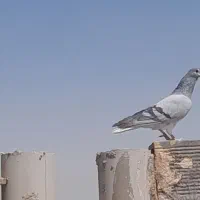 کفتر|پرنده|اصفهان, دانشگاه اصفهان|دیوار