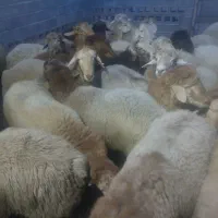 بره نر